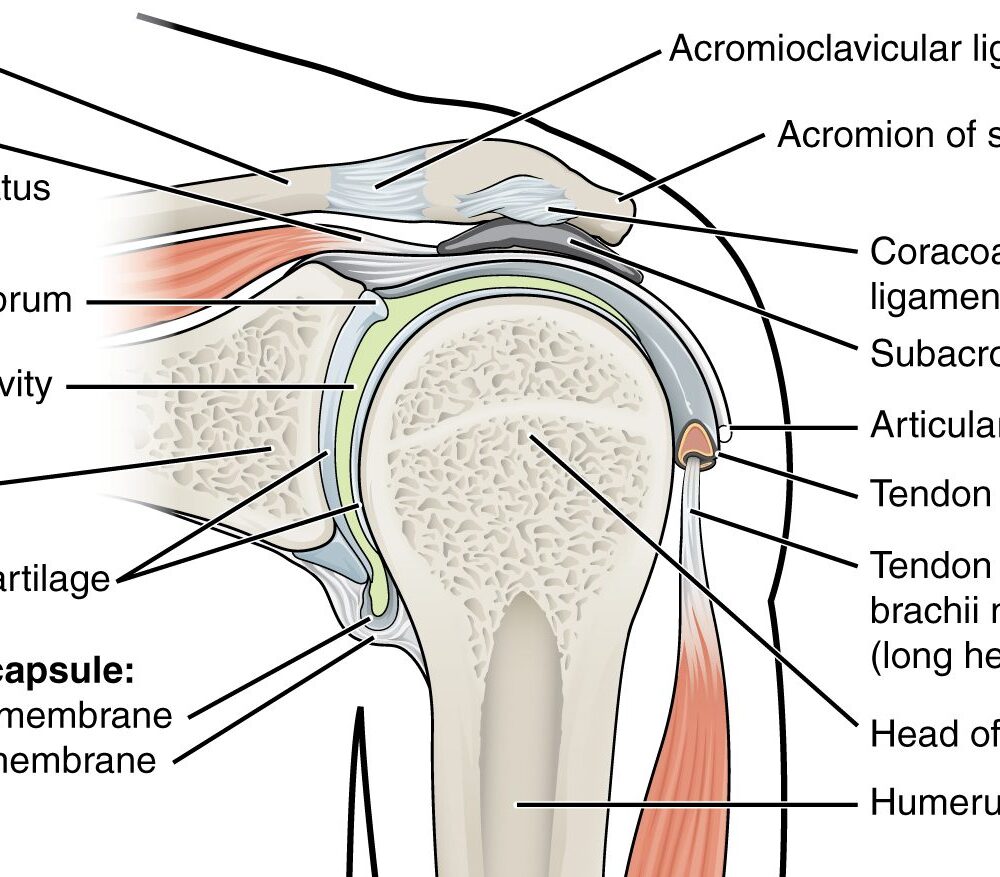914_Shoulder_Joint-e1587029997857