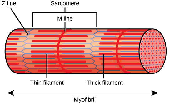 spierblessure-myofibril
